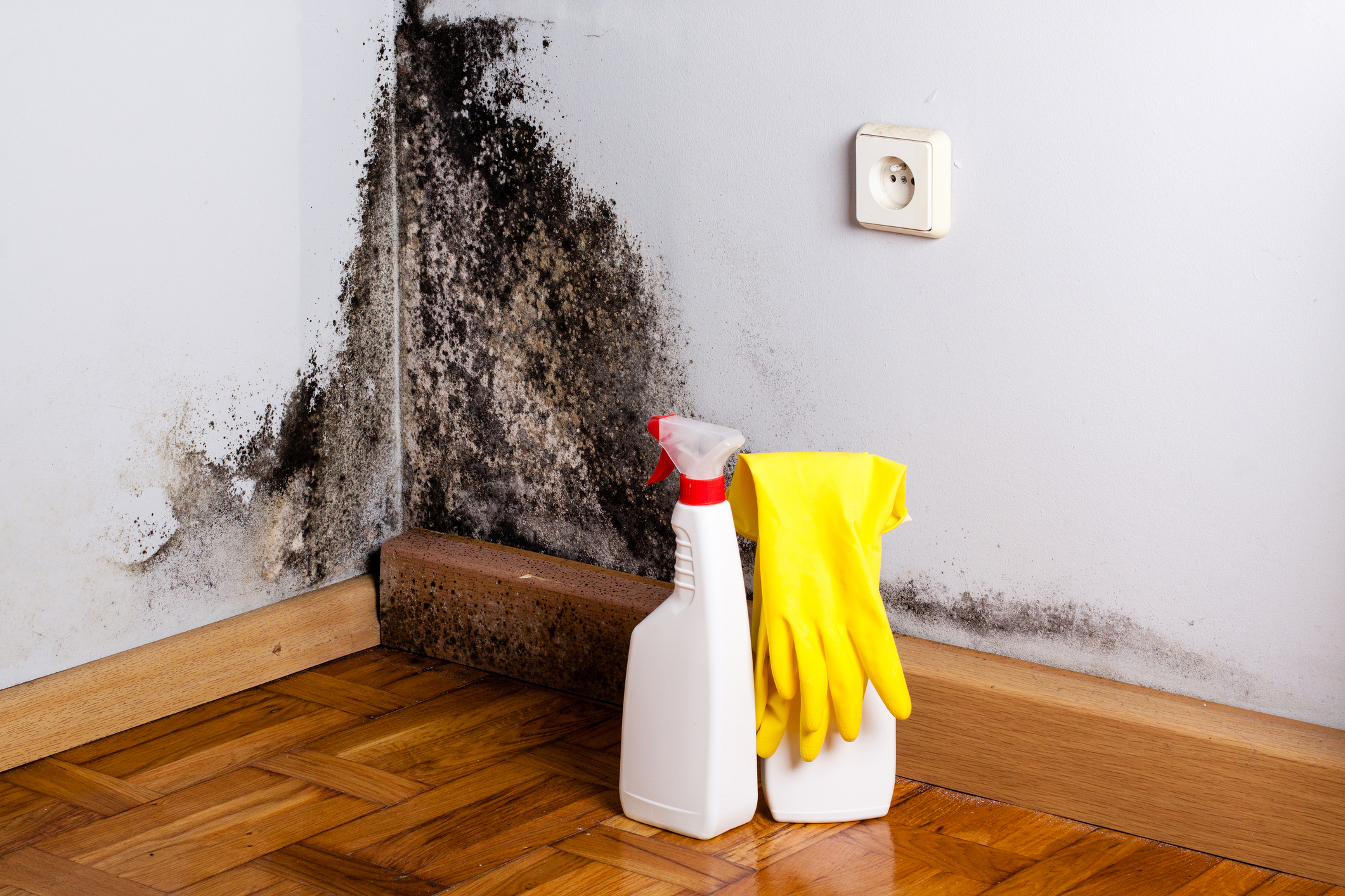 Black Mold Removal in Vancouver