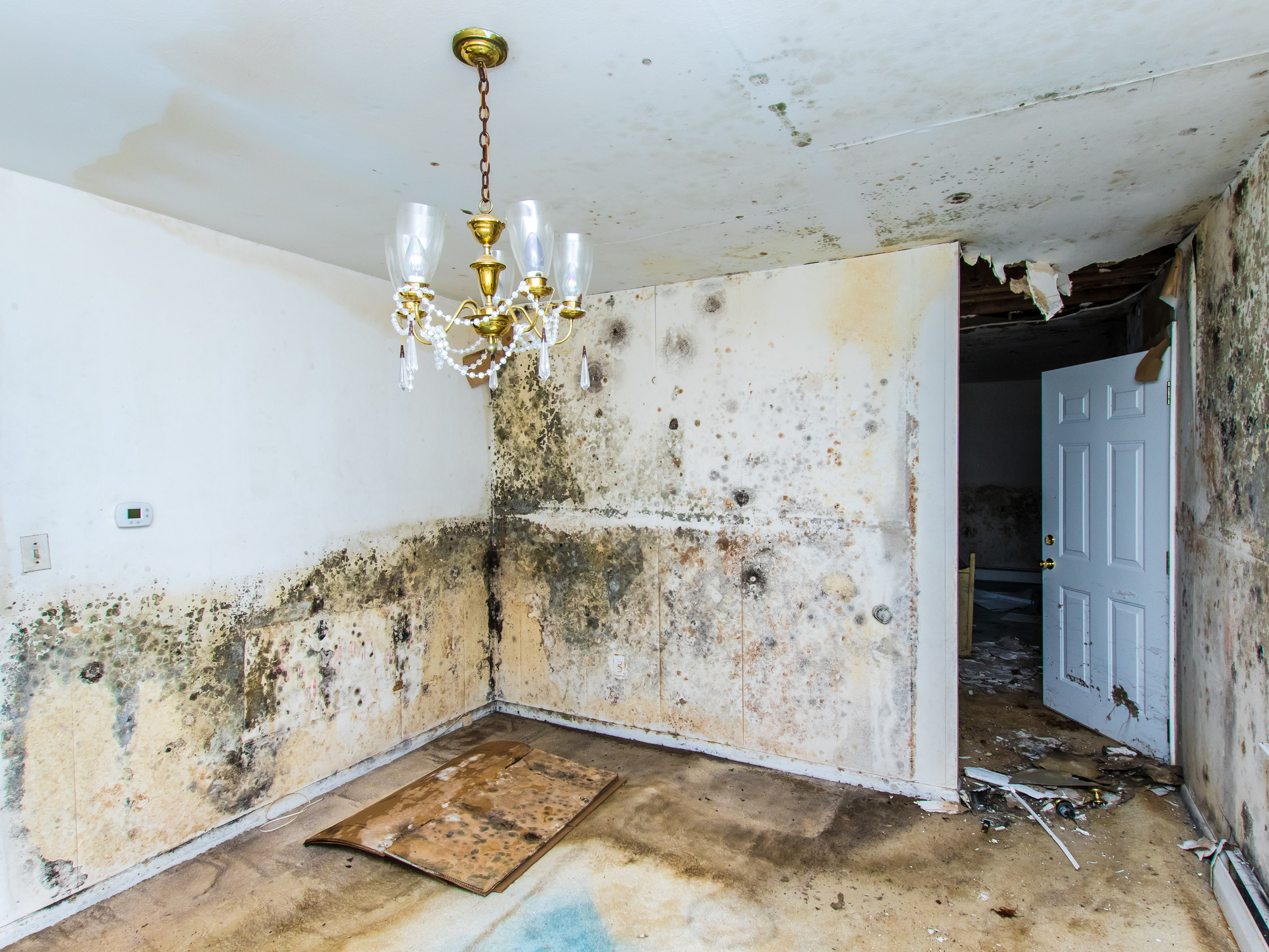 Black Mold Removal West Vancouver